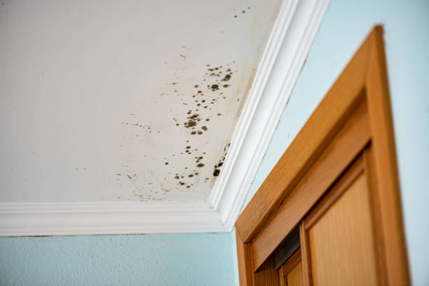 Best Commercial Mold Removal  in Pleasanton, TX