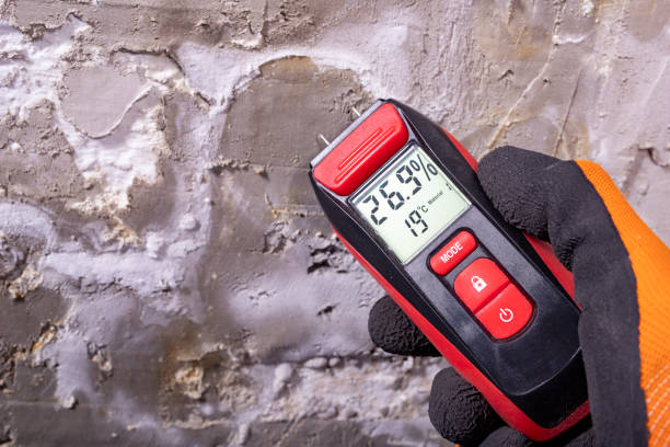 Best Local Mold Removal Service  in Pleasanton, TX