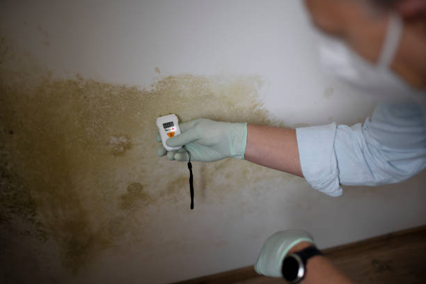 Best Black Mold Removal  in Pleasanton, TX